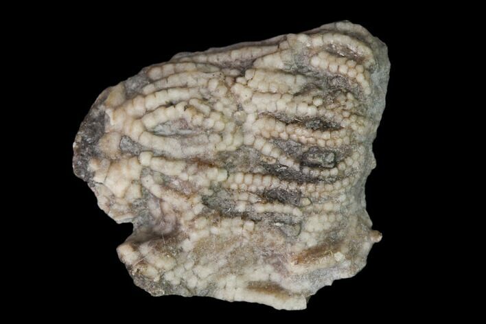 Fossil Crinoid Crown - Gilmore City, Iowa #149019